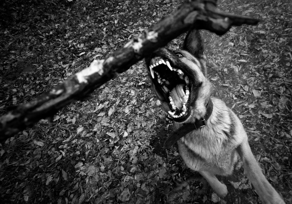 Dog bite lawyer in Towson, MD